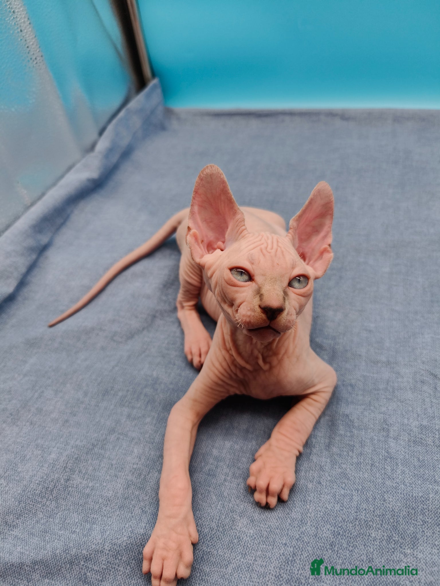 Sphynx gatos Preciosa camada ojos azules  - Anuncio 20