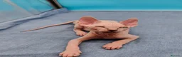 Sphynx gatos en venta: Preciosa camada ojos azules  - Anuncio 2