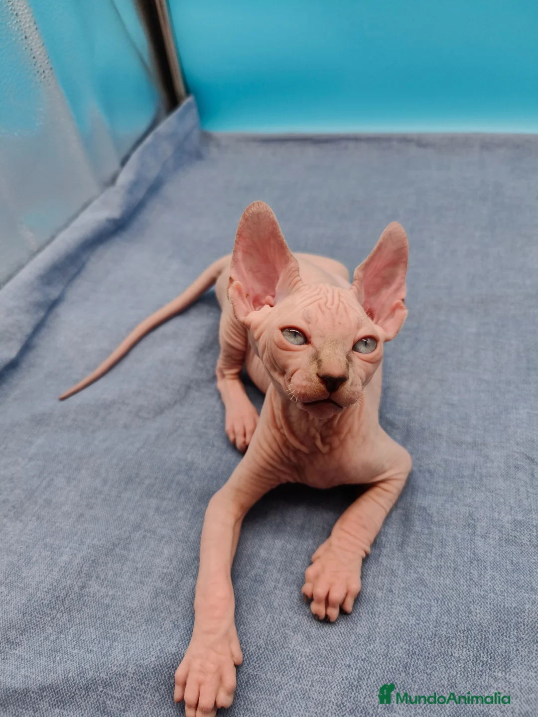 Sphynx gatos en venta: Preciosa camada ojos azules  - Anuncio 2