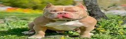 American Bully perros en venta: American bully pocket  - Anuncio 10