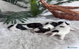 Yorkshire Terrier perros en venta: YORKSHIRE BIEWER HEMBRAS - Anuncio 6