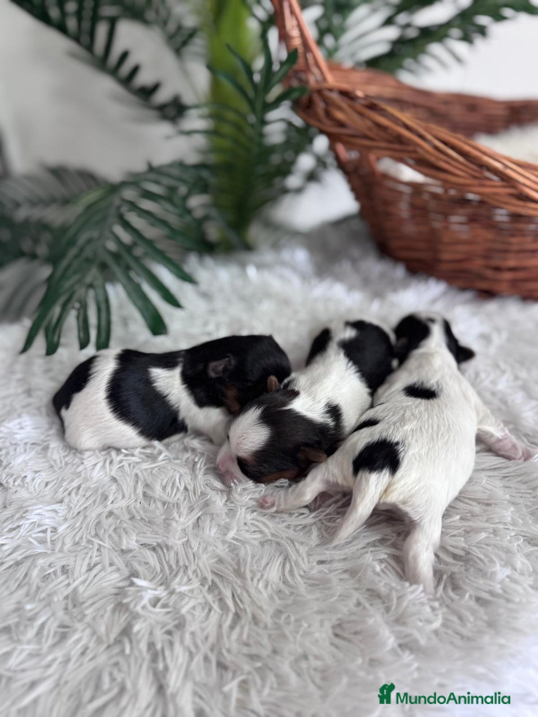 Yorkshire Terrier perros en venta: YORKSHIRE BIEWER HEMBRAS - Anuncio 6