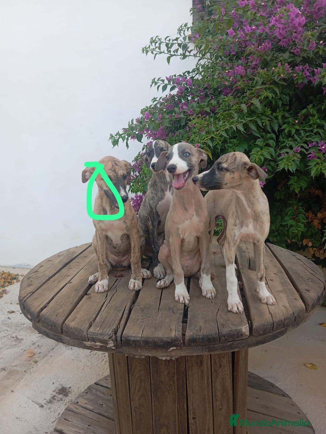 Whippet perros en venta: Whippet - Imagen 5