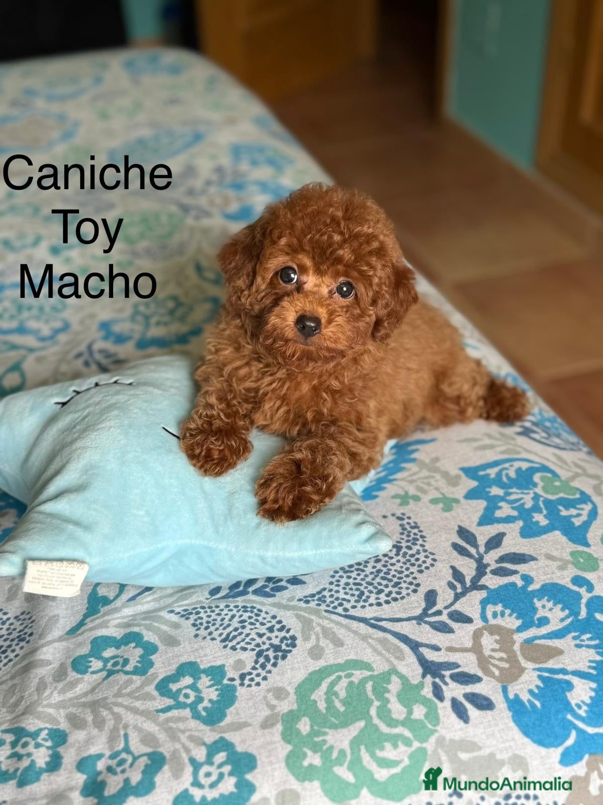 Caniche Toy perros Caniche toy Macho !!! Fotos actuales - Anuncio 2