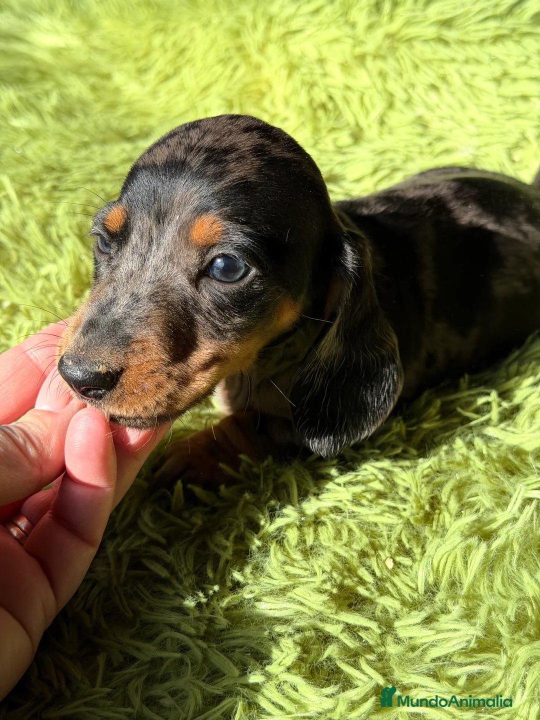 Teckel Miniatura perros en venta: Teckel Arlequin diminuto  - Anuncio 9