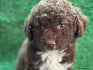 Perro de Agua Español perros Perro de agua - Anuncio 7