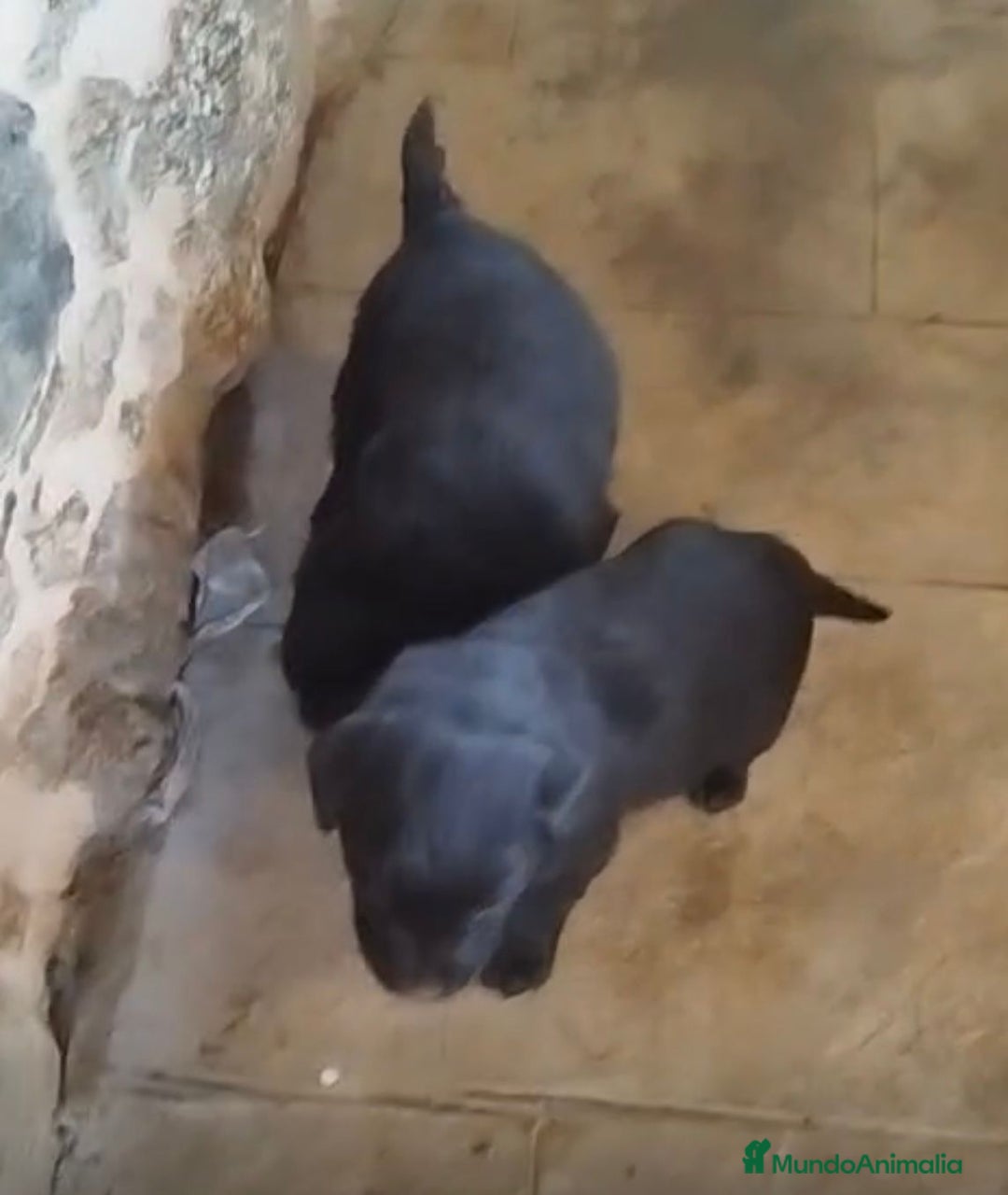 Labrador Retriever perros en venta: Labrador retriever  - Anuncio 7