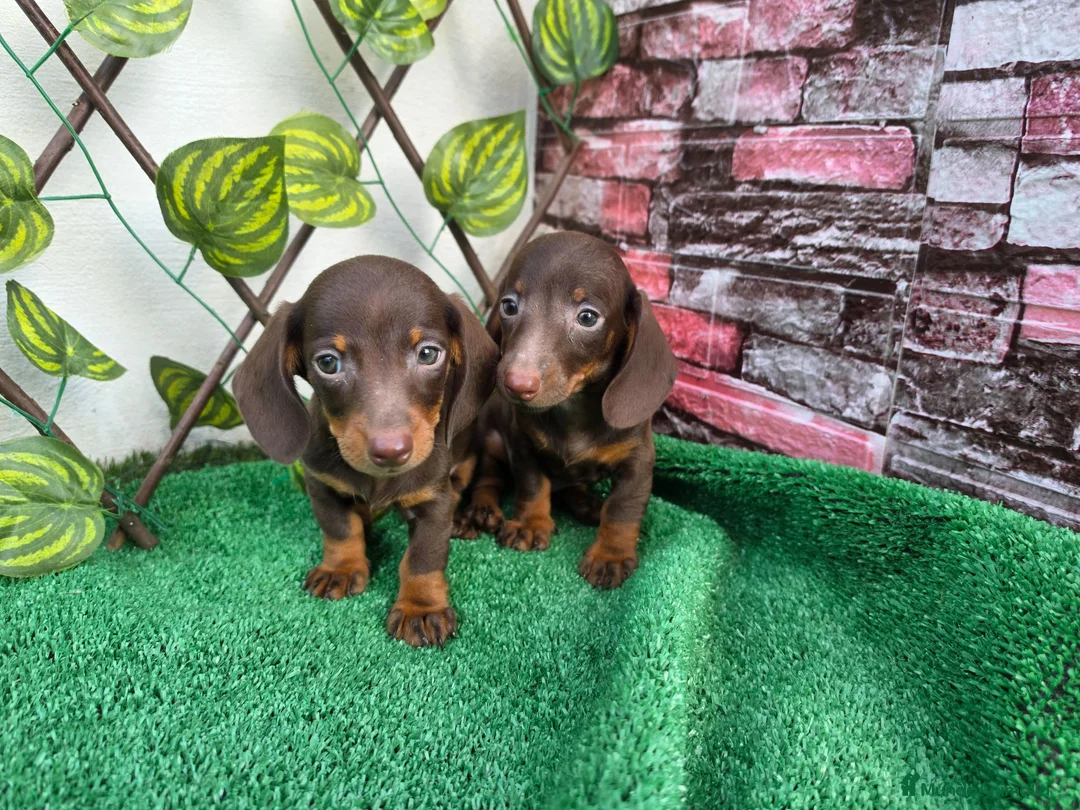 Teckel Miniatura perros en venta: TECKEL MINI & KANNINCHEN  - Anuncio 1
