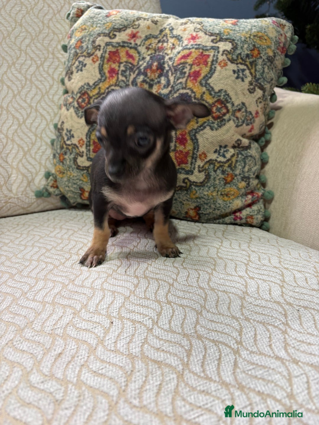 Chihuahua perros en venta: Chihuahua Toy hembra negro - Anuncio 5