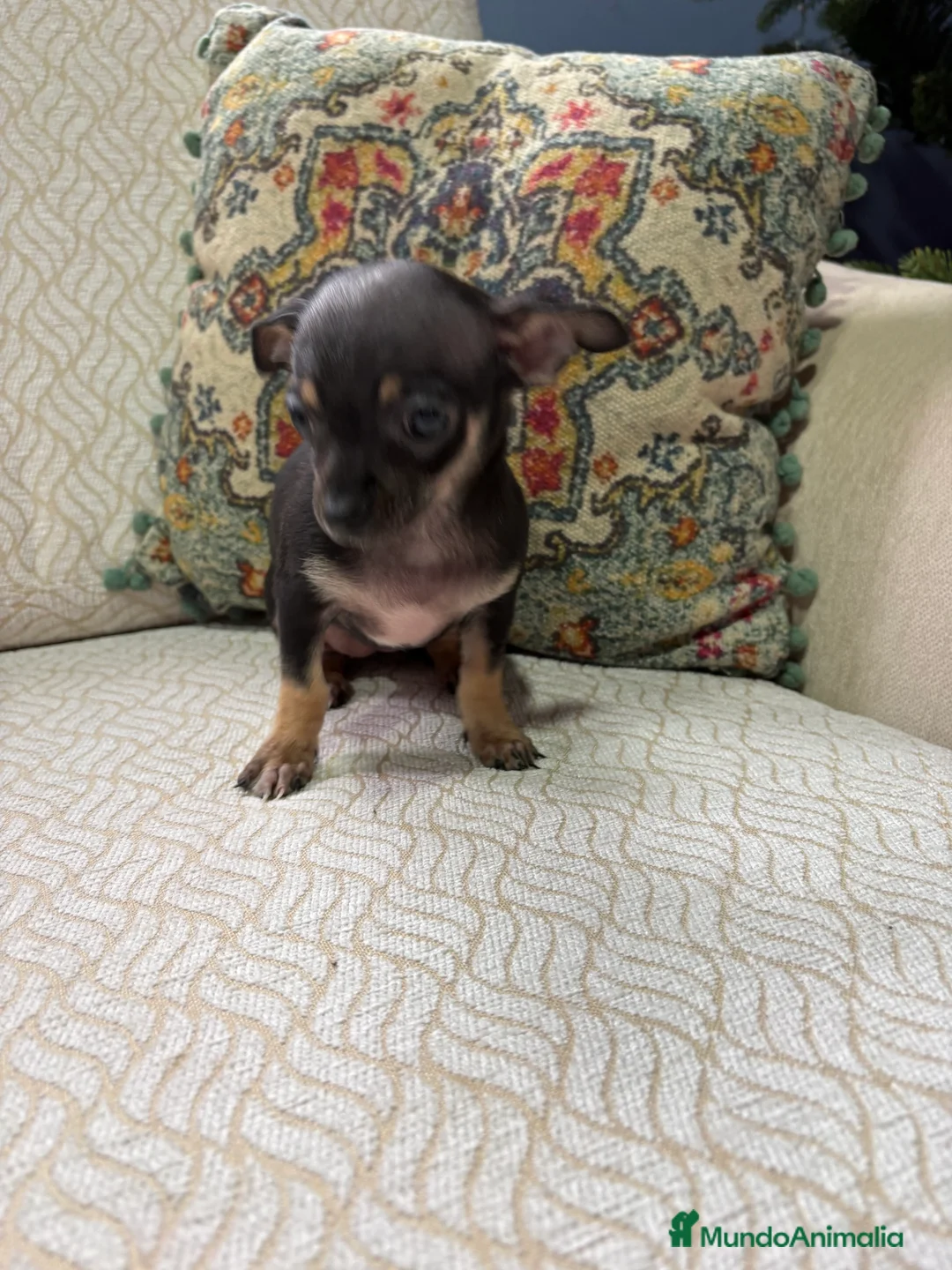 Chihuahua perros en venta: Chihuahua Toy hembra negro - Anuncio 5