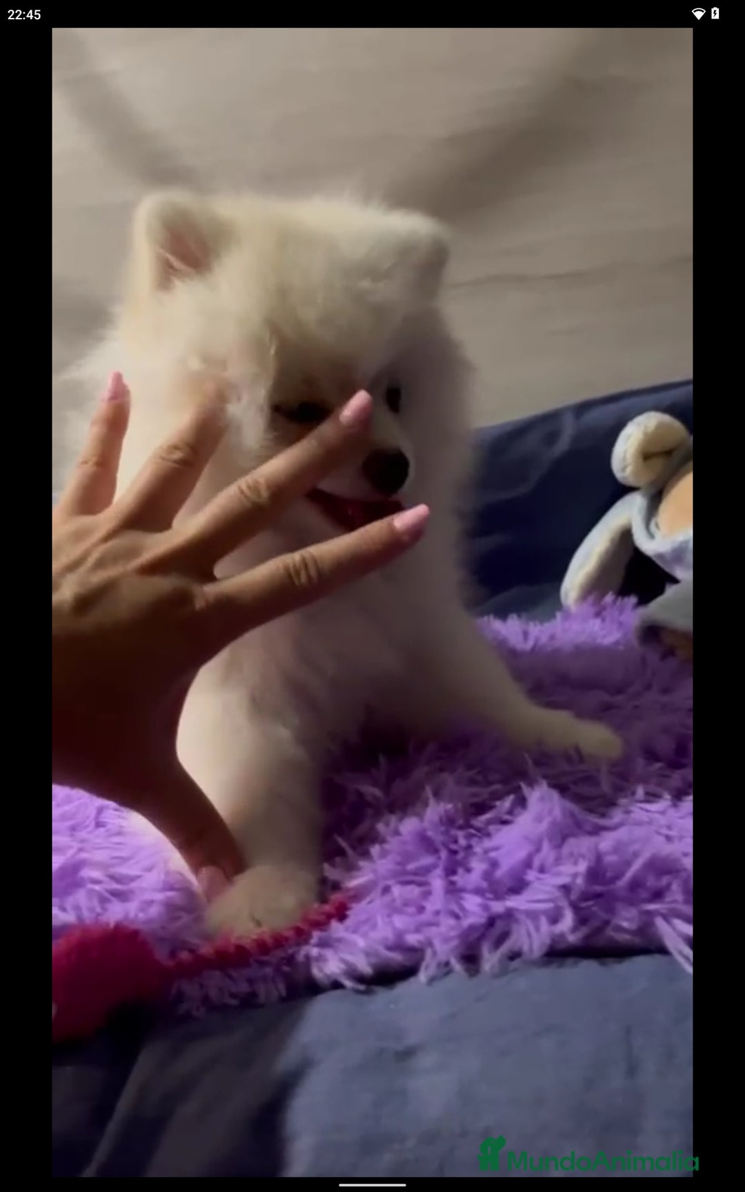 Pomerania perros en venta: Macho pomerania crema  - Imagen 1