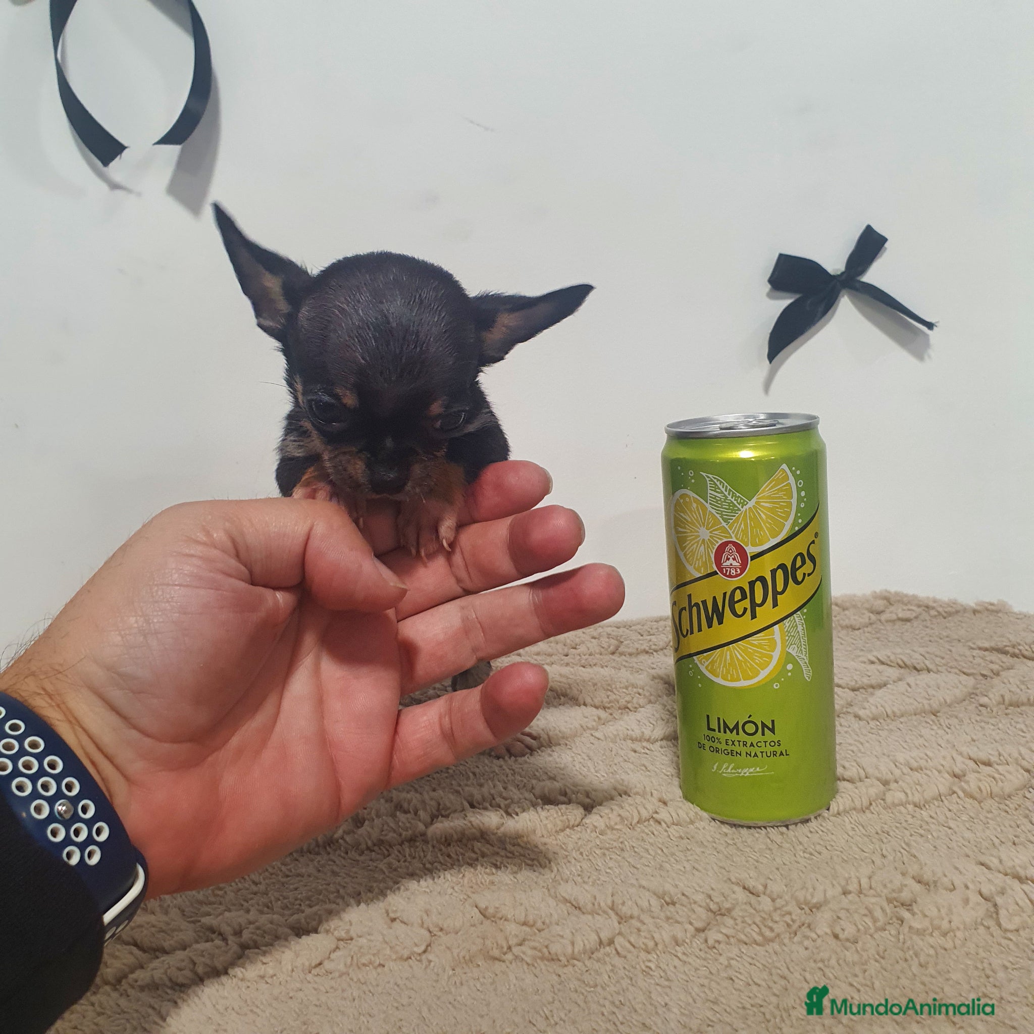 Chihuahua perros Chihuahua miniatura  - Anuncio 1