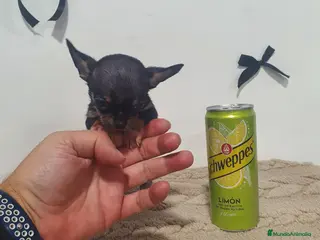 Chihuahua perros Chihuahua miniatura - Anuncio 1