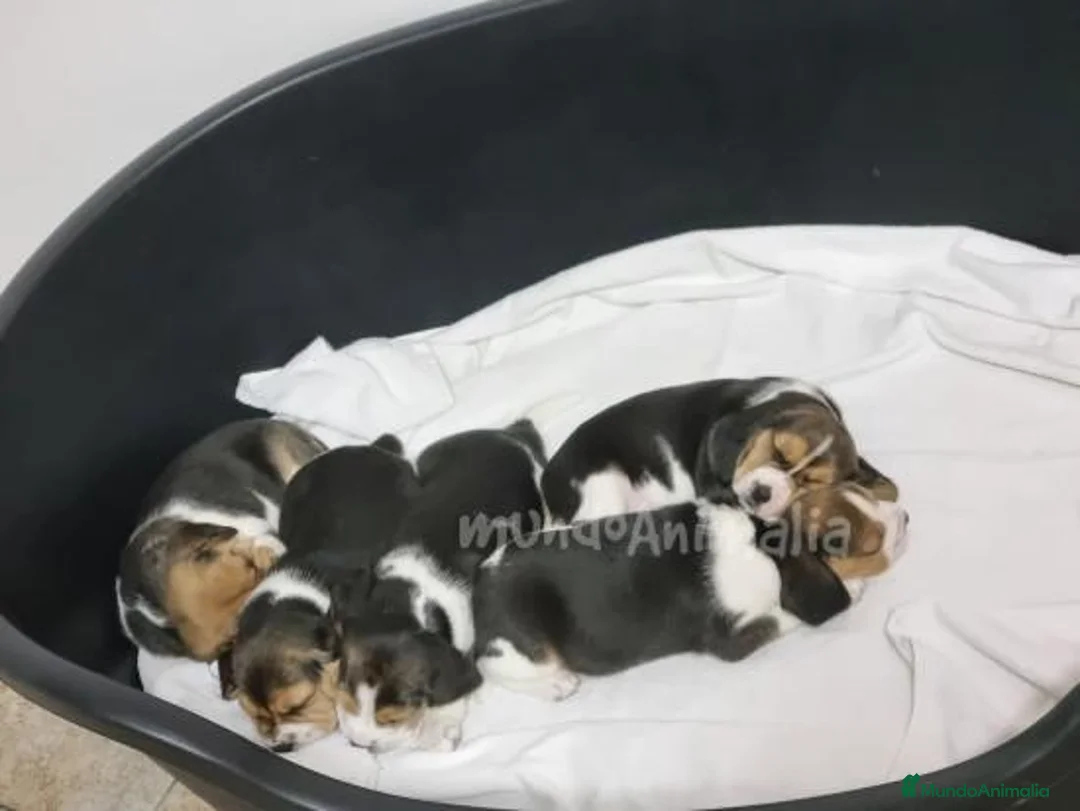 Imagen de galería {{count}}