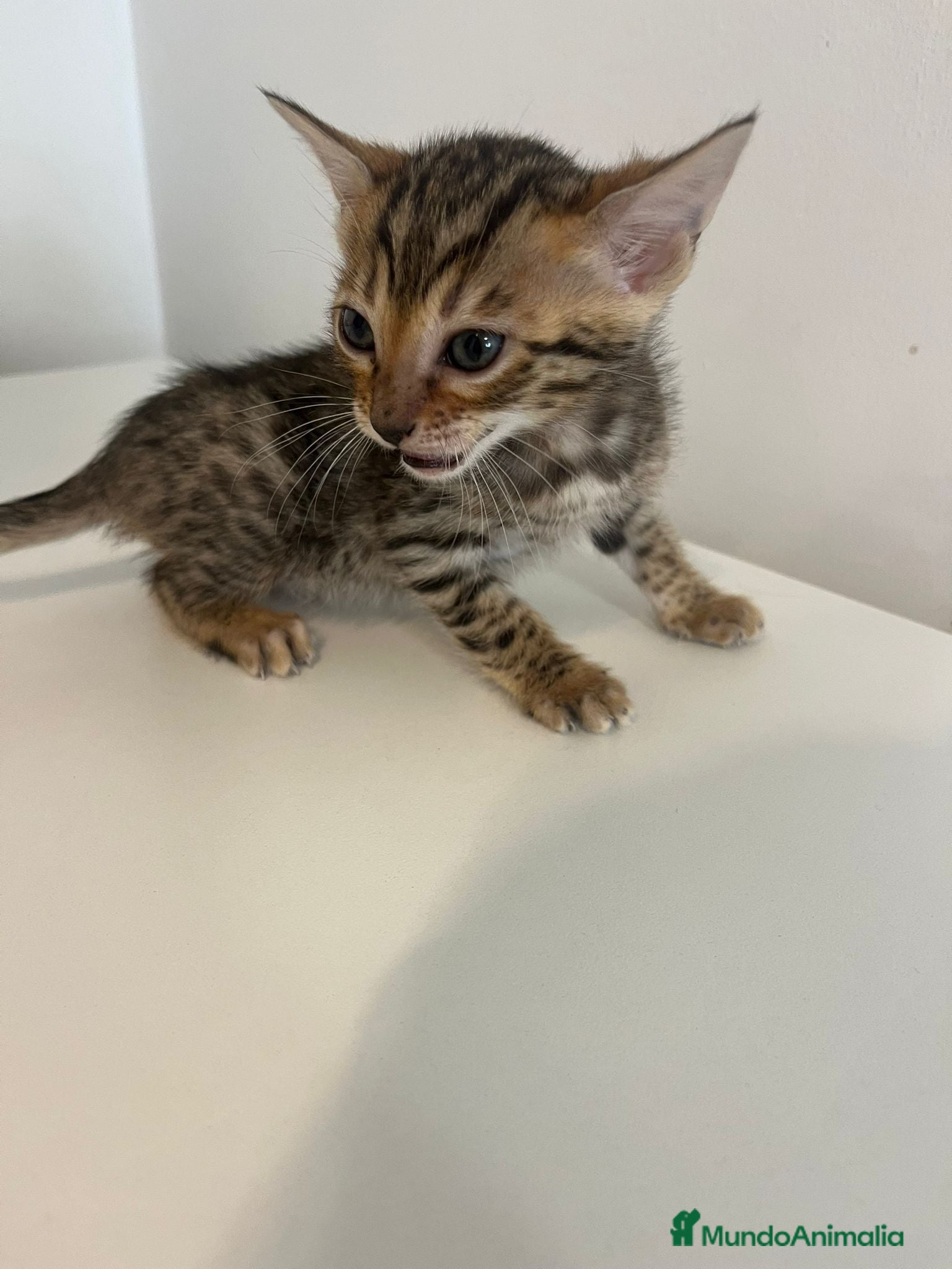 Bengalí gatos Macho y hembra de bengali - Anuncio 4