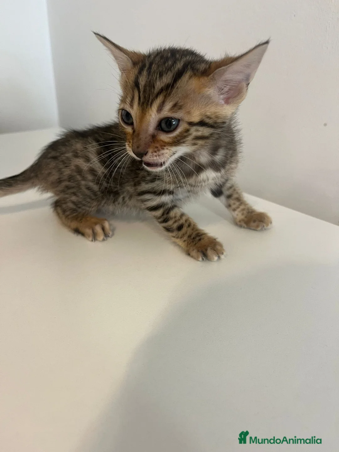 Bengalí gatos en venta: Macho y hembra de bengali - Anuncio 1