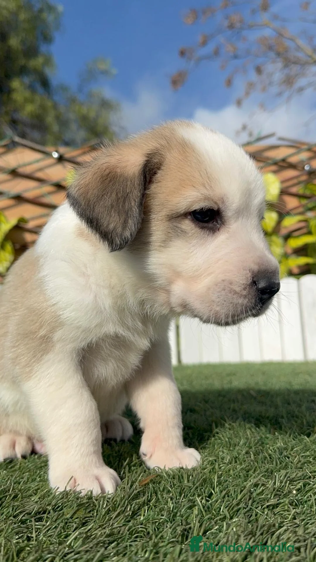 Mastín Español perros en venta: MASTIN ESPAÑOL  - Anuncio 13