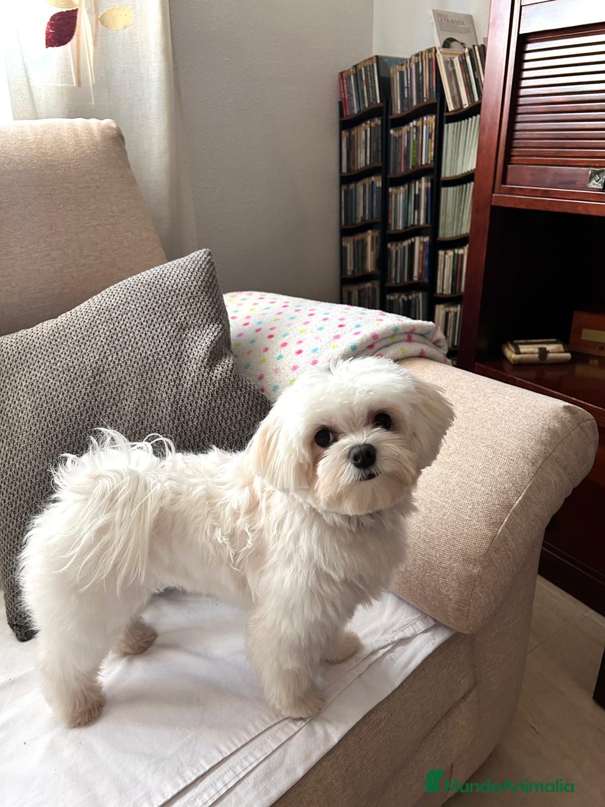 Bichón Maltés perros Bichon maltés  - Anuncio 1