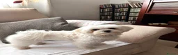 Bichón Maltés perros en venta: Bichon maltés  - Anuncio 1