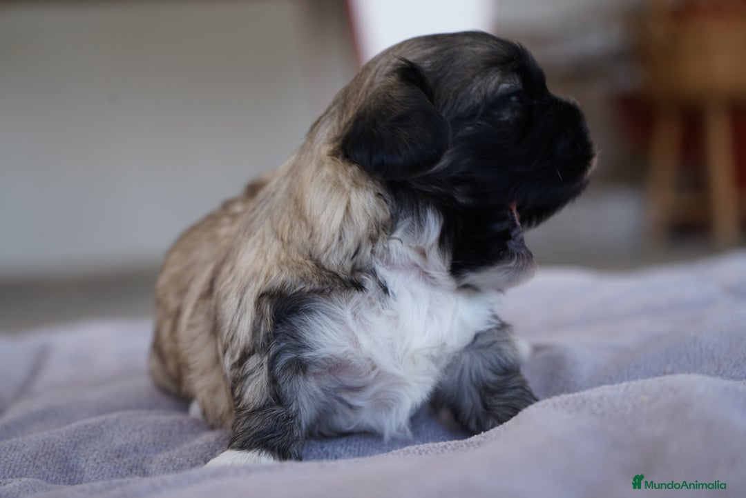 Maltipoo perros en venta: 🐾 Lotus, Maxi y Boom – Maltipoo miniatura 🐾 - Imagen 6