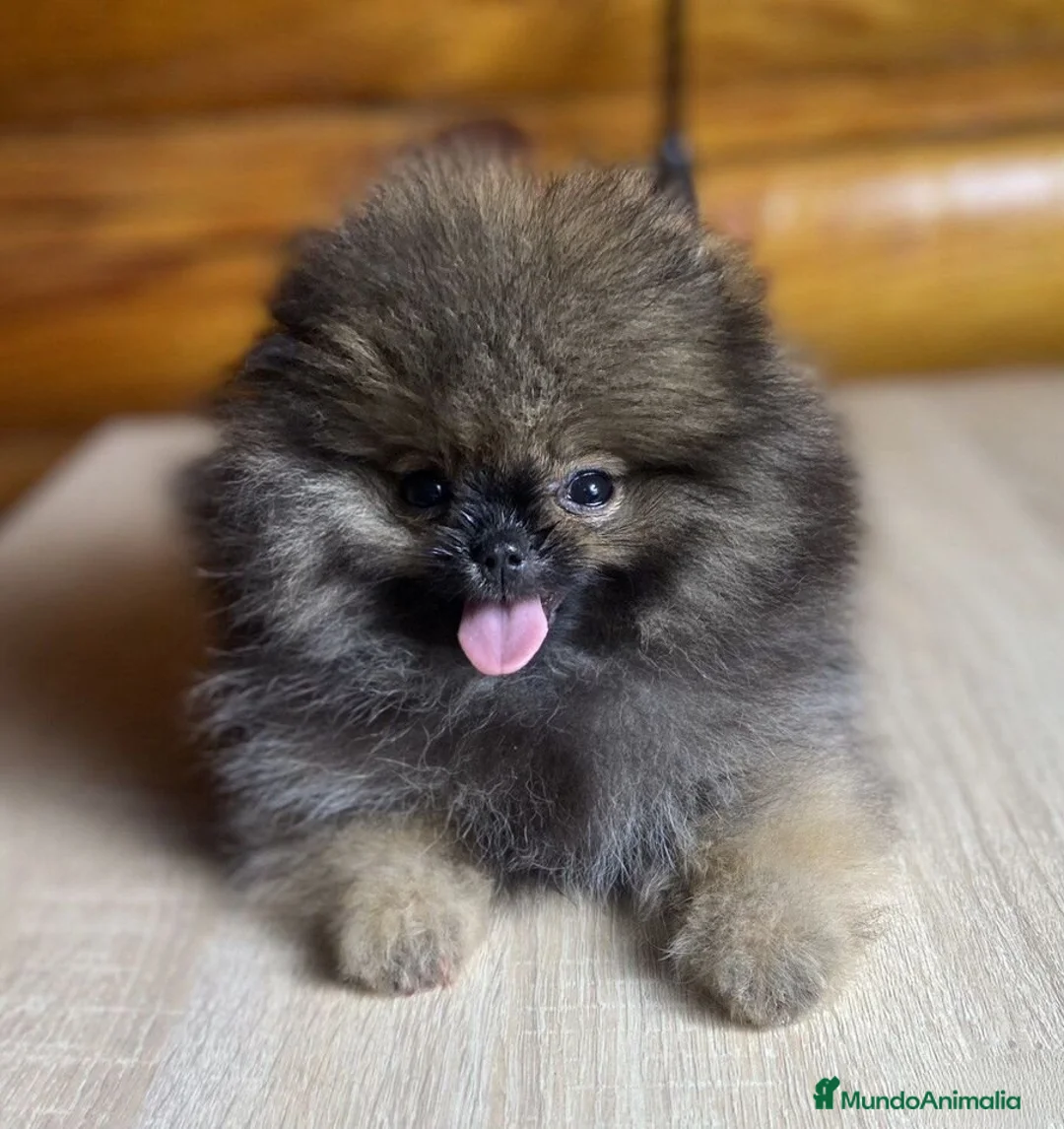 Pomerania perros en venta: Pomerania ojodehoruskennel  - Anuncio 1