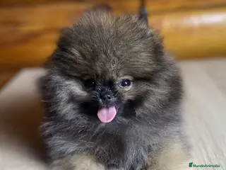Pomerania perros Pomerania ojodehoruskennel - Anuncio 1