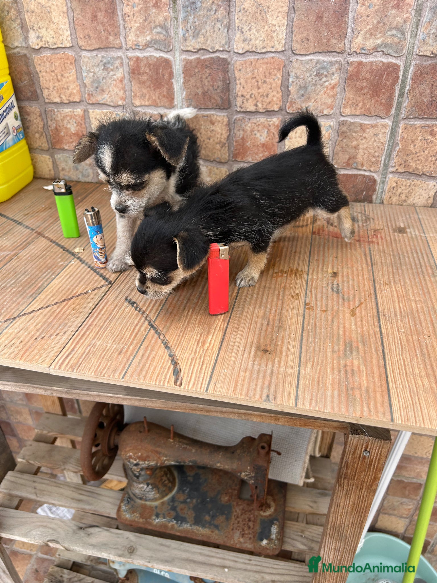 Raza Mixta perros Cruzaditas Hembras de Chihuahua y Yorkshire Toy - Anuncio 1
