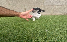 Chihuahua perros en venta: Chihuahua micro toy - Imagen 17