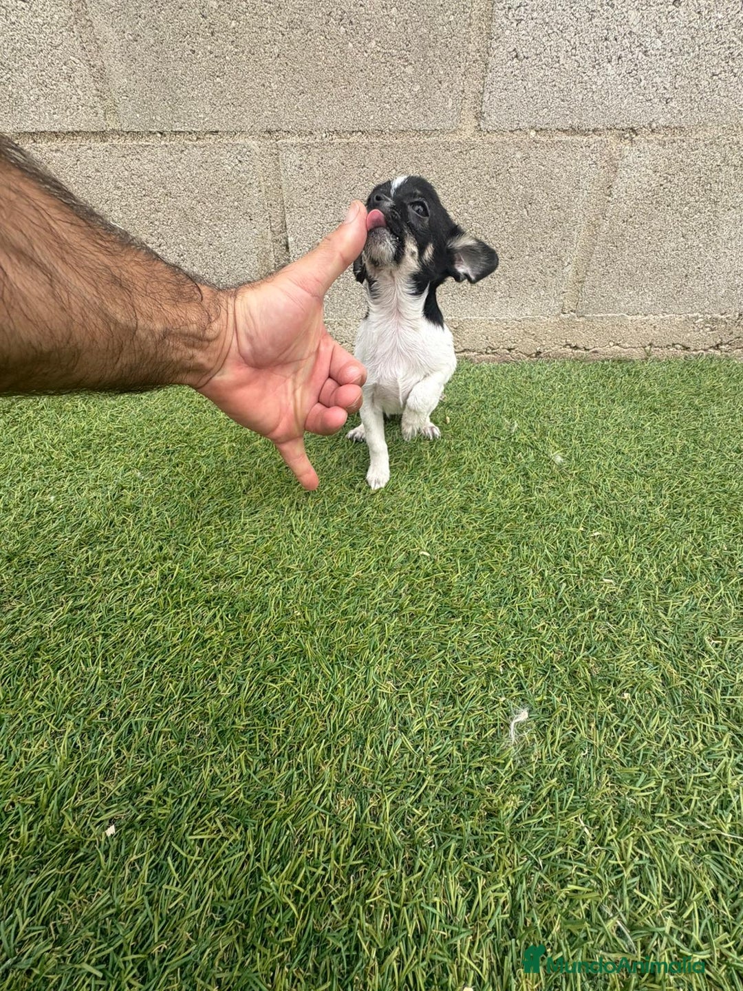 Chihuahua perros en venta: Chihuahua micro toy - Imagen 17