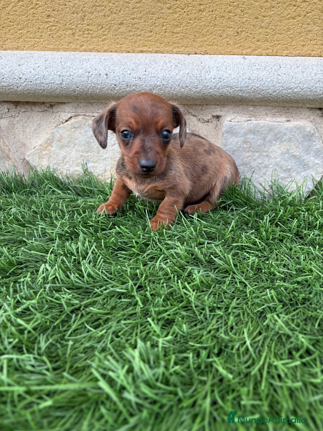 Teckel Miniatura perros en venta: Teckel Kaninchen macho Merle chocolate diluido  - Anuncio 10