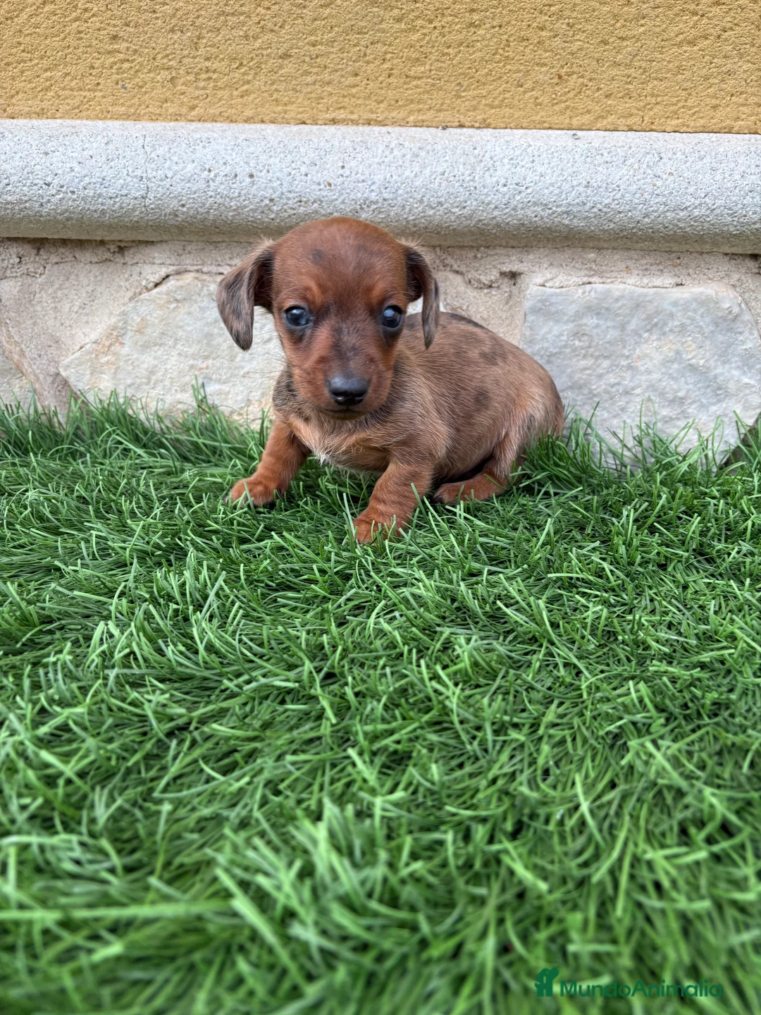 Teckel Miniatura perros en venta: Teckel Kaninchen macho Merle chocolate diluido  - Anuncio 10