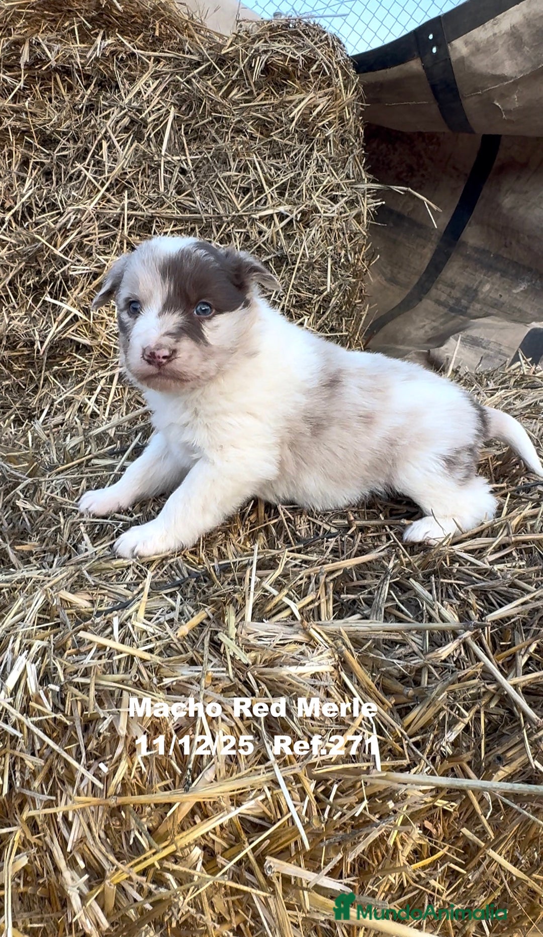 Border Collie perros en venta: Border Collie - Anuncio 23