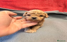 Shihpoo perros en venta: Preciosos ShihPoos de varios colores - Imagen 14