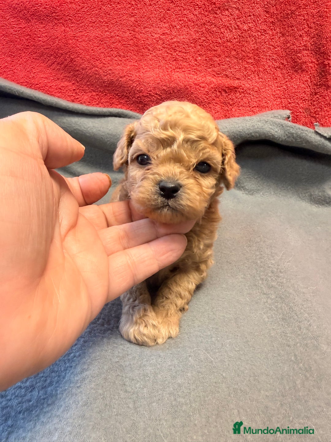 Shihpoo perros en venta: Preciosos ShihPoos de varios colores - Imagen 14