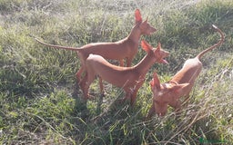 Podenco Canario perros en venta: PODENCOS CANARIOS de Selección  - Imagen 8