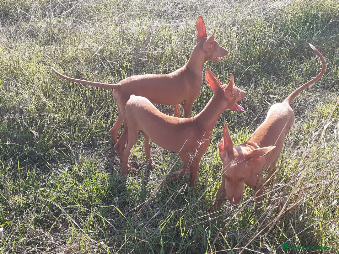 Podenco Canario perros en venta: PODENCOS CANARIOS de Selección  - Imagen 8