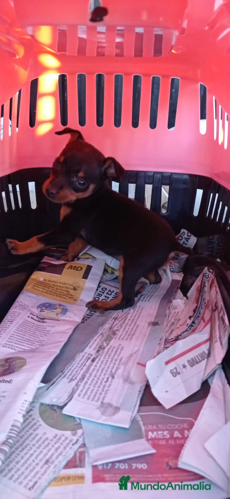 Pinscher Miniatura perros Pincher miniatura en Badajoz - Anuncio 41