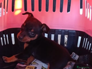 Pinscher Miniatura perros en Badajoz - Anuncio 20