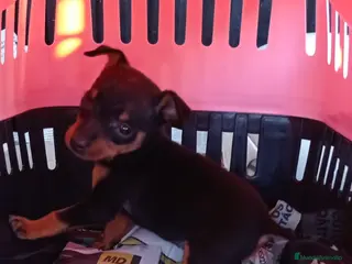 Pinscher Miniatura perros Pincher miniatura en Badajoz - Anuncio 15