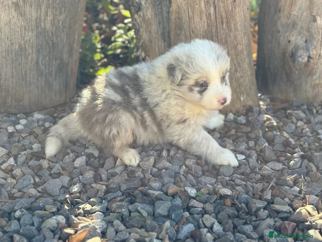 Border Collie perros en venta: 🐾🐾🐾 Border Collie Exclusivos 🐾🐾🐾 - Anuncio 4