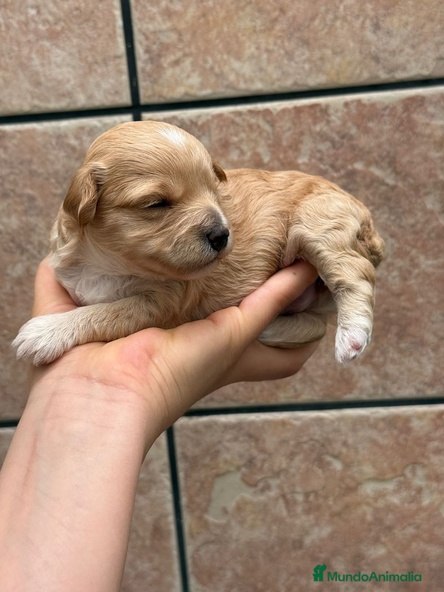Maltipoo perros Maltipoo - Anuncio 1