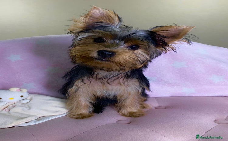 Yorkshire Terrier perros - Anuncio 1