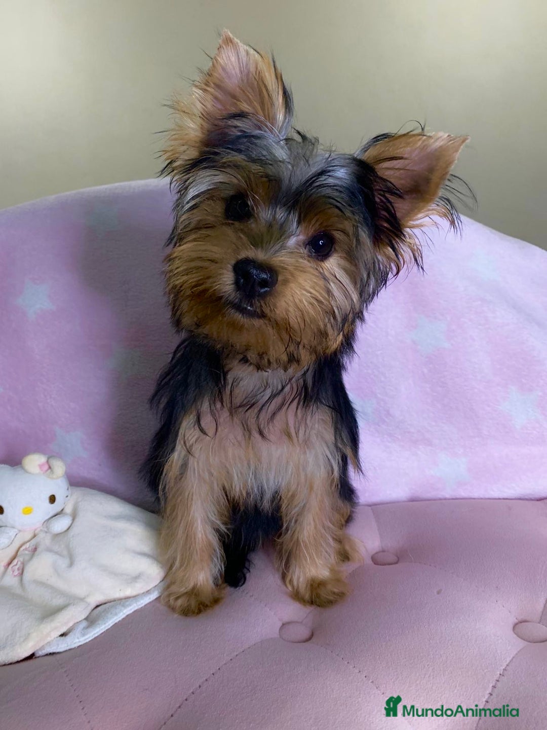 Yorkshire Terrier perros en venta: Yorkshire Terrier Hembra 4 Meses 🐾✨ - Imagen 1