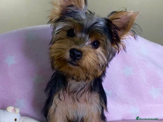Yorkshire Terrier perros - Anuncio 2