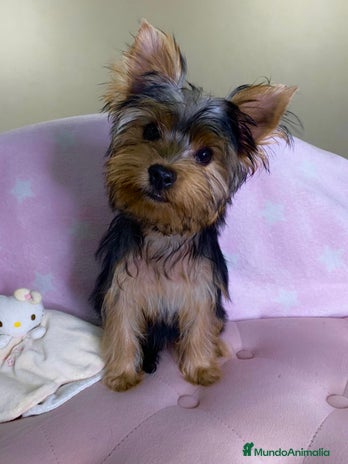 Yorkshire Terrier perros - Anuncio 1