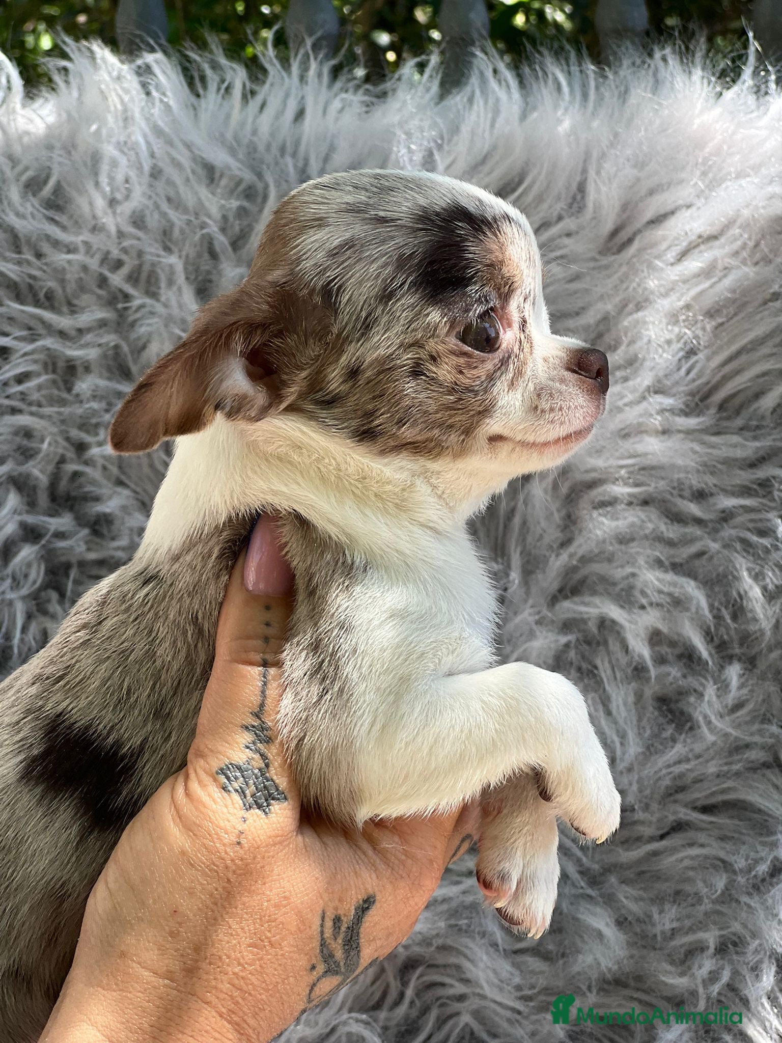 Chihuahua perros CHIHUAHUA EXÓTICO MERLE en Barcelona - Anuncio 21