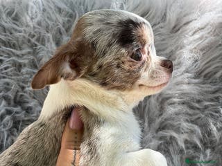 Chihuahua perros CHIHUAHUA EXÓTICO MERLE en Barcelona - Anuncio 4