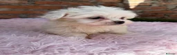 Bichón Maltés perros en venta: Bichon maltés macho disponible - Anuncio 3