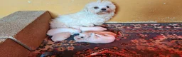 Bichón Maltés perros en venta: Bichon maltes  - Anuncio 1