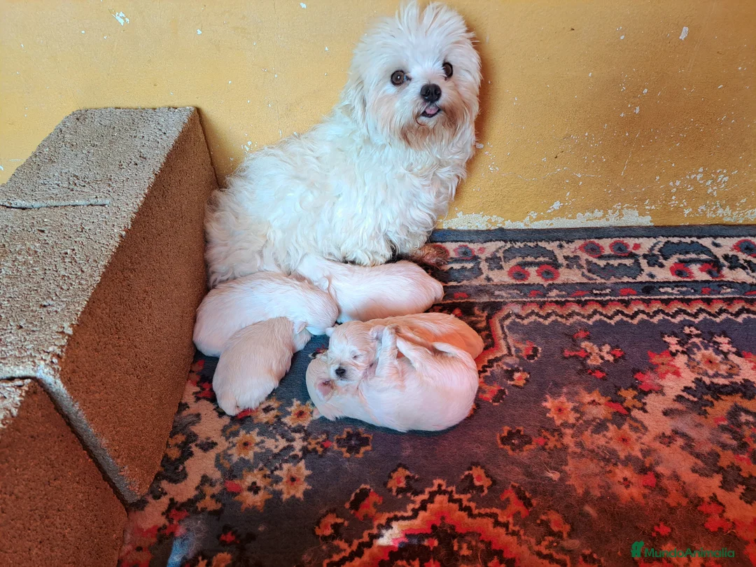 Bichón Maltés perros en venta: Bichon maltes  - Anuncio 1
